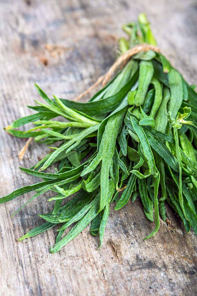 tarragon, spice of the month