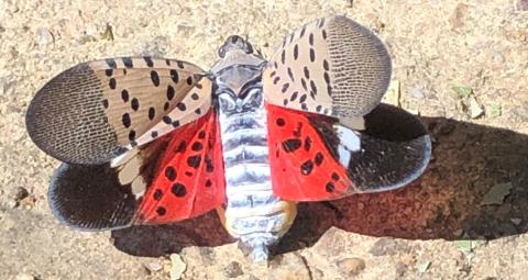 spotted lanternfly