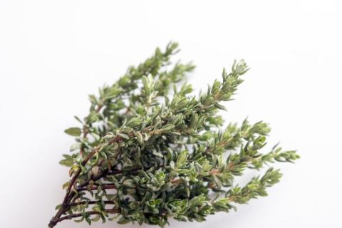 Thyme 