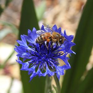 Bee on Flower