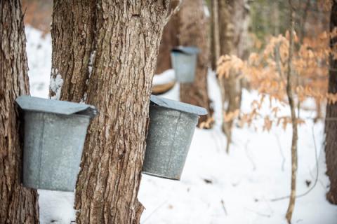 maple sugaring