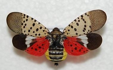 Spotted Lanternfly