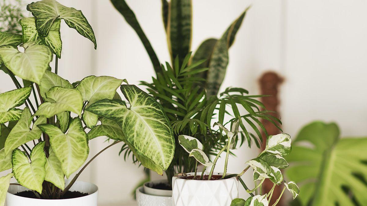 Indoor plants