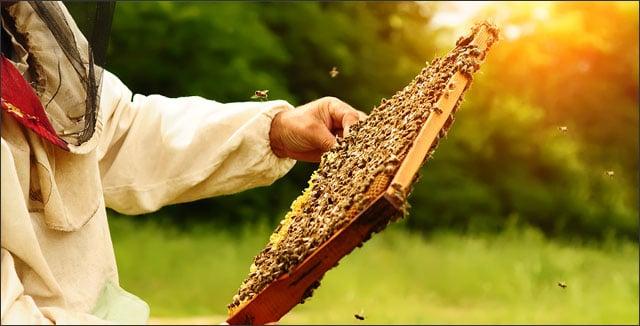 Beekeeping