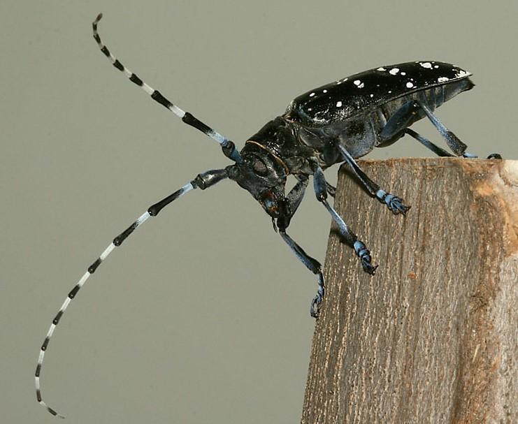 Asian Beetle