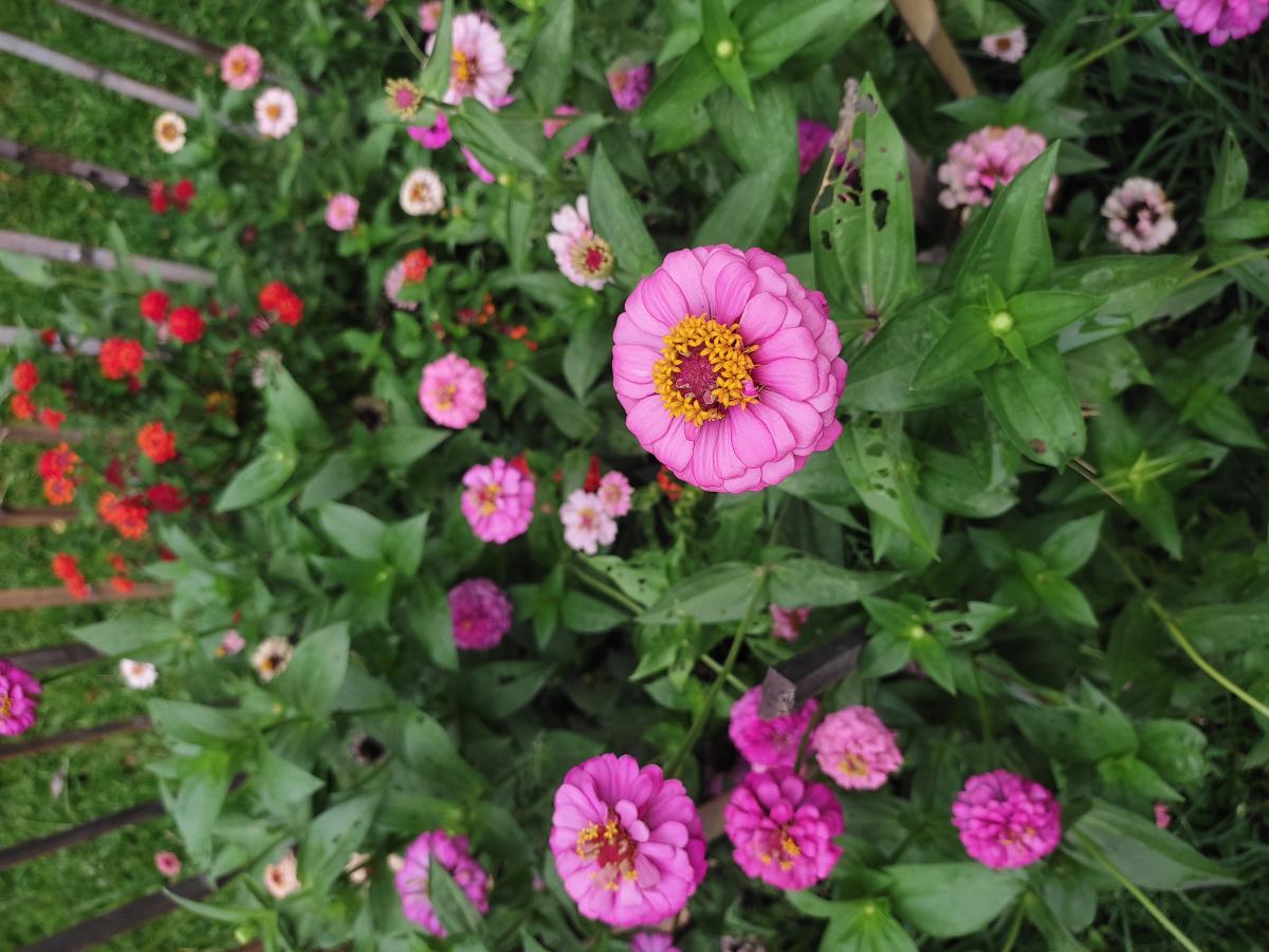 zinnias @ Avon Lake Public Library